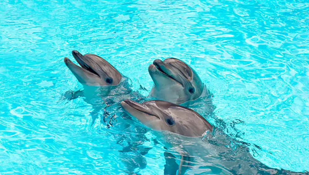Imagen de archivo de delfines en un acuario