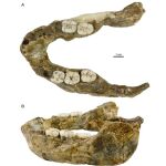 Encuentran una mandíbula de hace 1,4 millones de años y se plantean reescribir la historia evolutiva