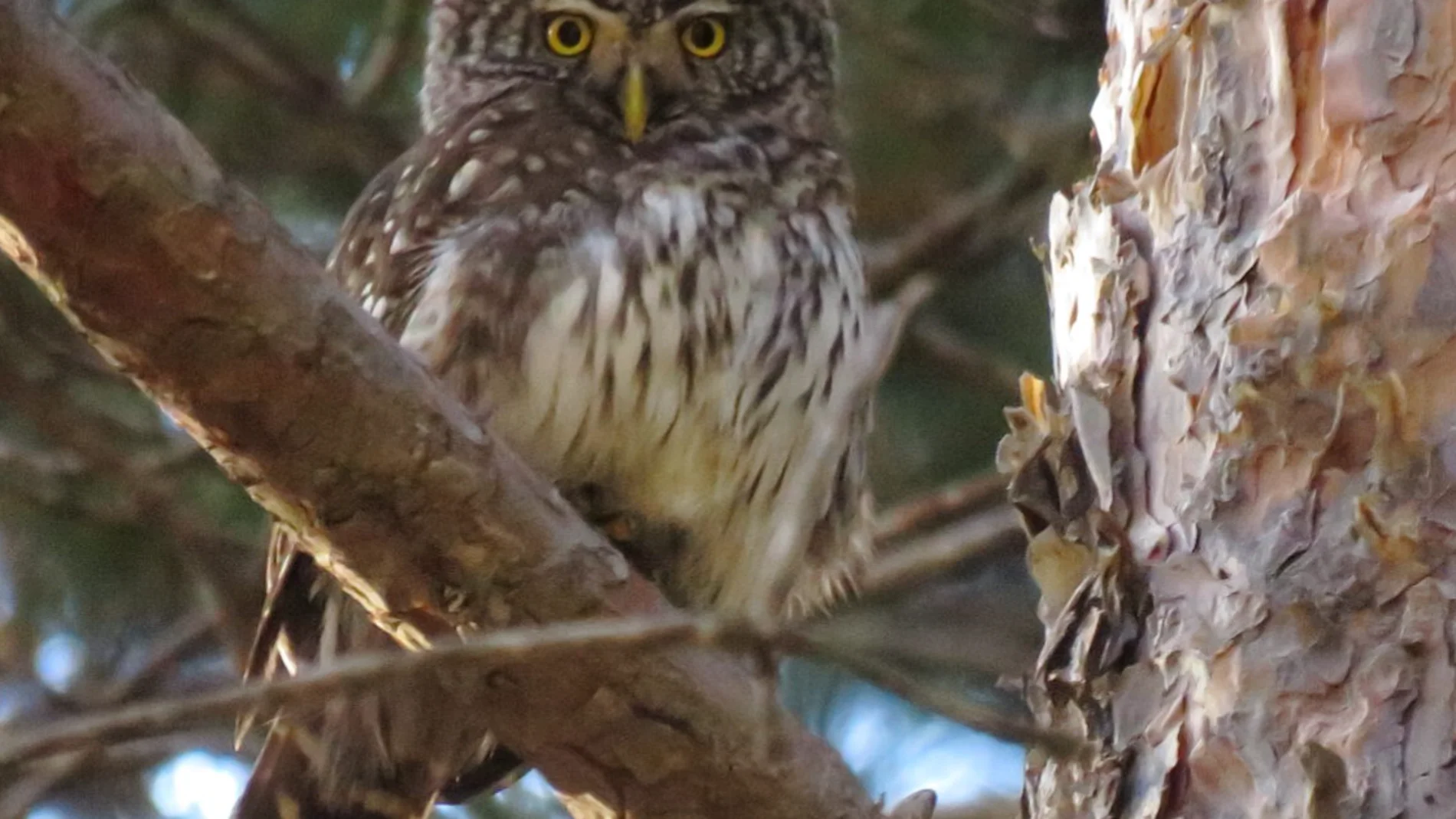 Se detecta una una nueva especie de pájaro en Arán