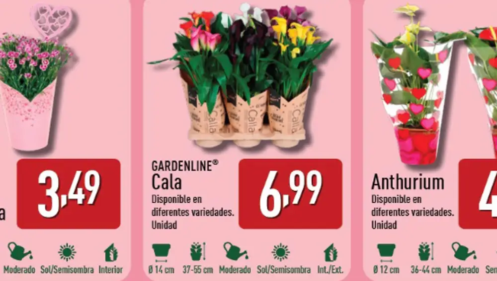 Ramos Flores Aldi