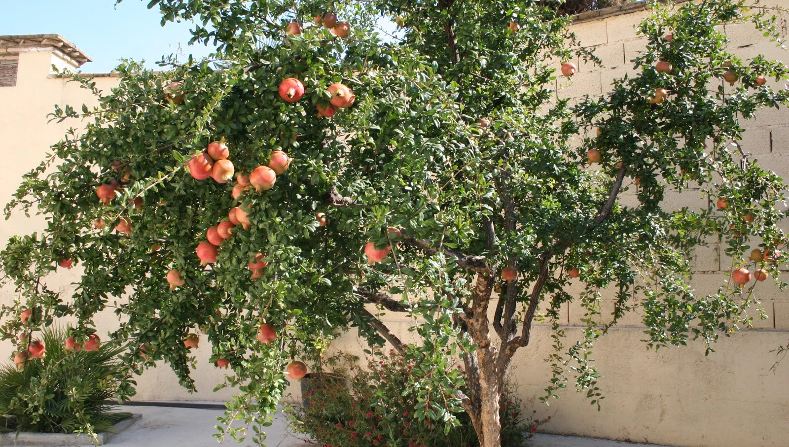 Arboles Frutales Con Poca Raiz