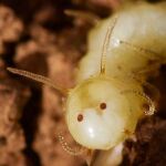 Una larva de mosca con su disfraz termita