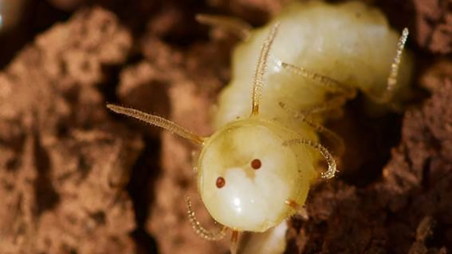 Una larva de mosca con su disfraz termita