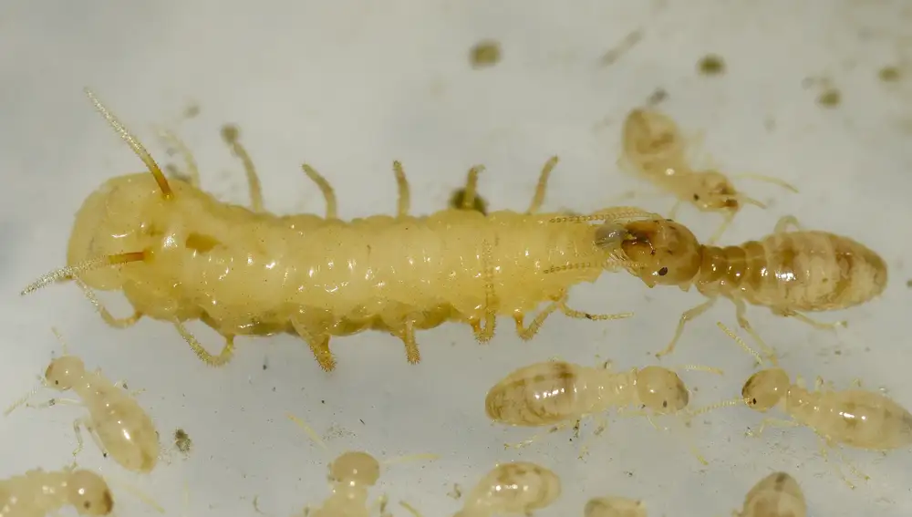 Una termita da de comer a una larva de mosca