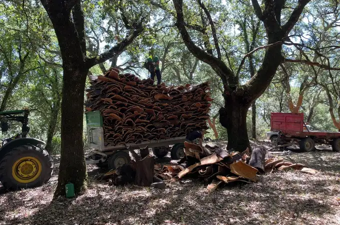 El sector del corcho se moviliza para resistir El sector del corcho se moviliza para resistir