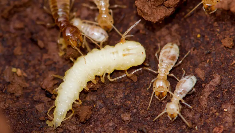 Larva de mosca azul rodeada de termitas cosechadoras en el termitero