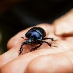 Escarabajo en la palma de una mano