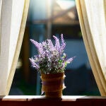 Una planta de Lavanda sobre la ventana de una casa 