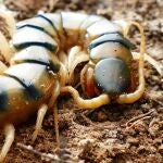 Escolopendra gigante