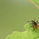 El romero como repelente de garrapatas: 3 formas efectivas en casa y en el jardín