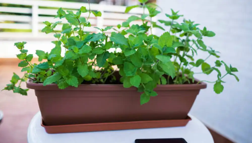 Una planta de menta en el patio de una casa
