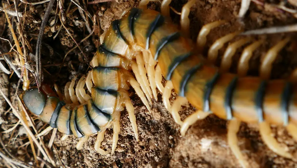 Scolopendra cingulata