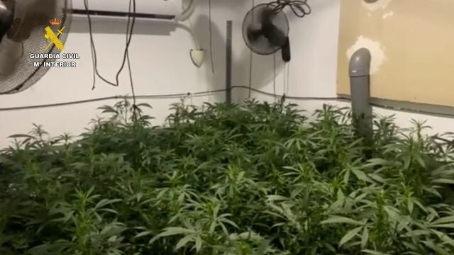Detenido el responsable de una plantación de marihuana con más de 1.000 plantas en una nave de Lebrija