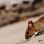 Adiós a los ratones del garaje: esta verdura los ahuyenta y así debes usarla