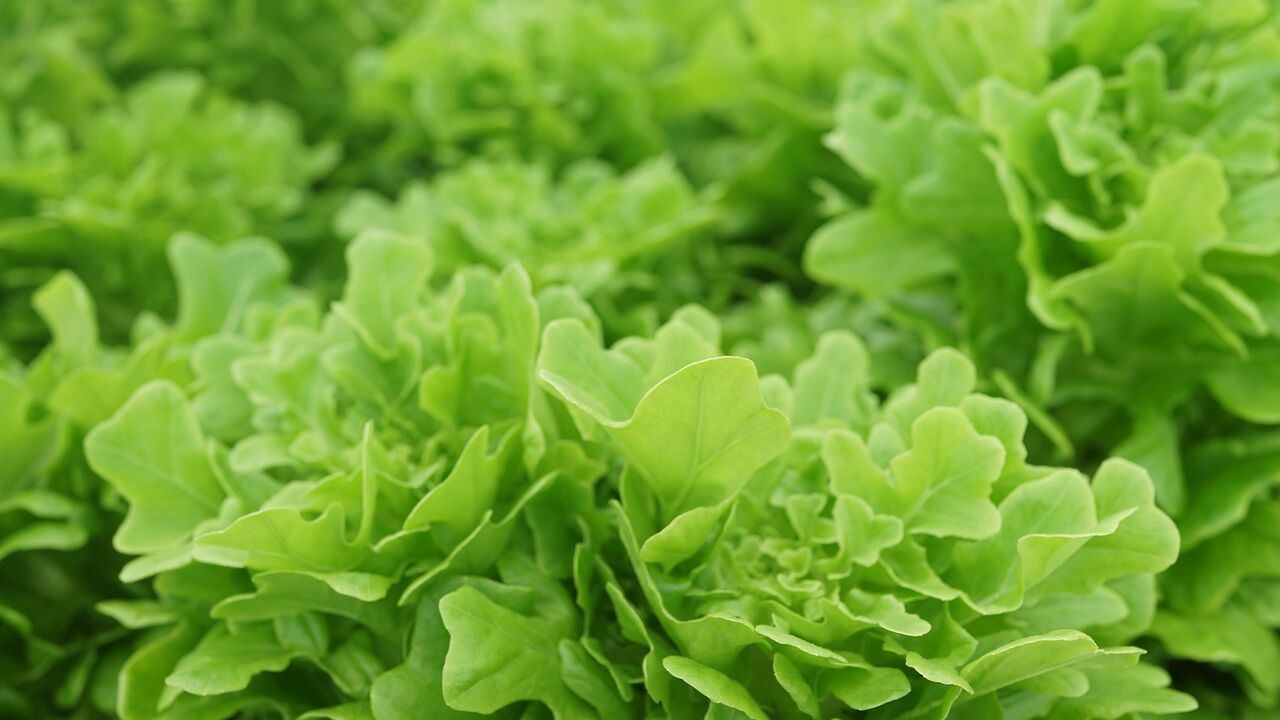 Adiós a la escasez de comida: investigadores descubren cómo dos cambios microscópicos pueden revolucionar la agricultura para siempre