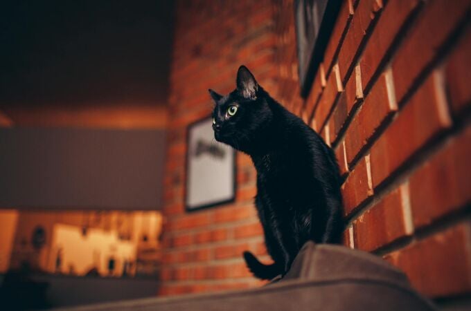 Gato negro mala suerte
