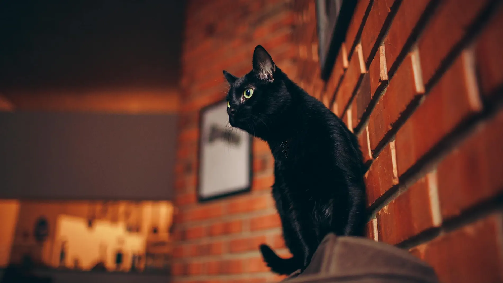 Gato negro mala suerte