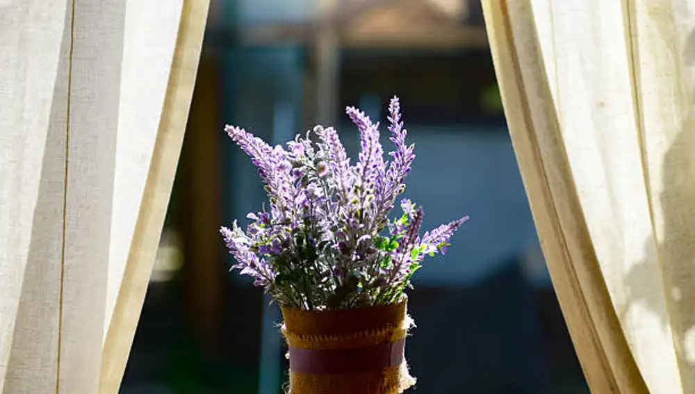 Lavanda
