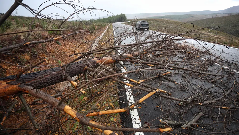 Árboles caídos en la carretera de Serradilla del Llano (Salamanca) por el fuerte viento