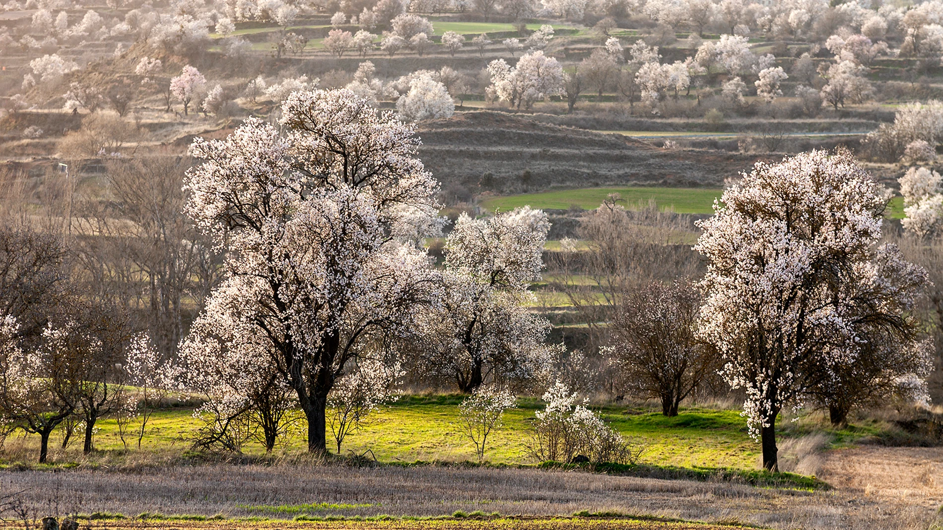Ruta de almendros en flor de Poza de la Sal