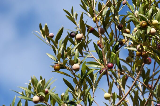 Así puedes cultivar un olivo en el jardín casa para obtener aceitunas comestibles, según un jardinero y horticultor 