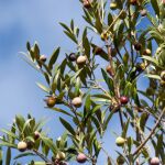 Así puedes cultivar un olivo en el jardín casa para obtener aceitunas comestibles, según un jardinero y horticultor 