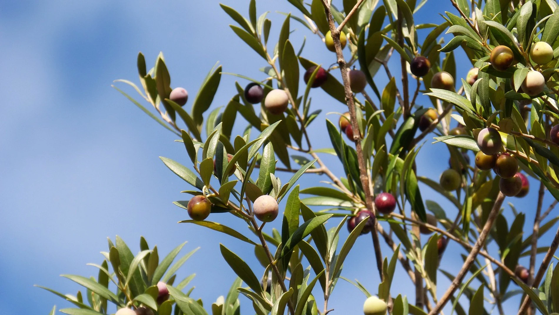 Así puedes cultivar un olivo en el jardín casa para obtener aceitunas comestibles, según un jardinero y horticultor