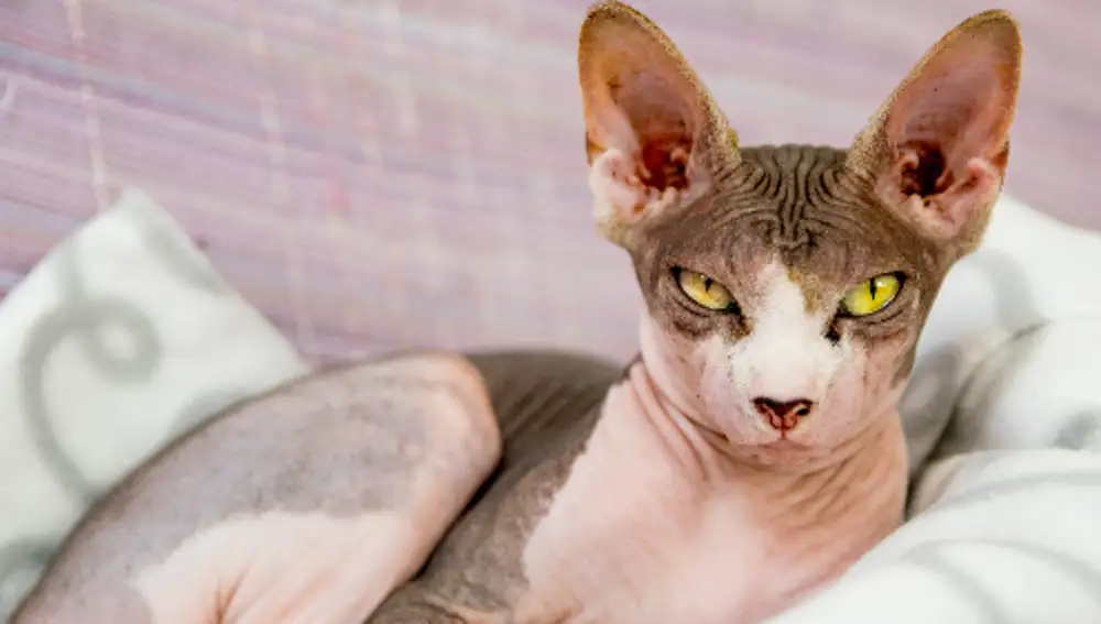 Sphynx