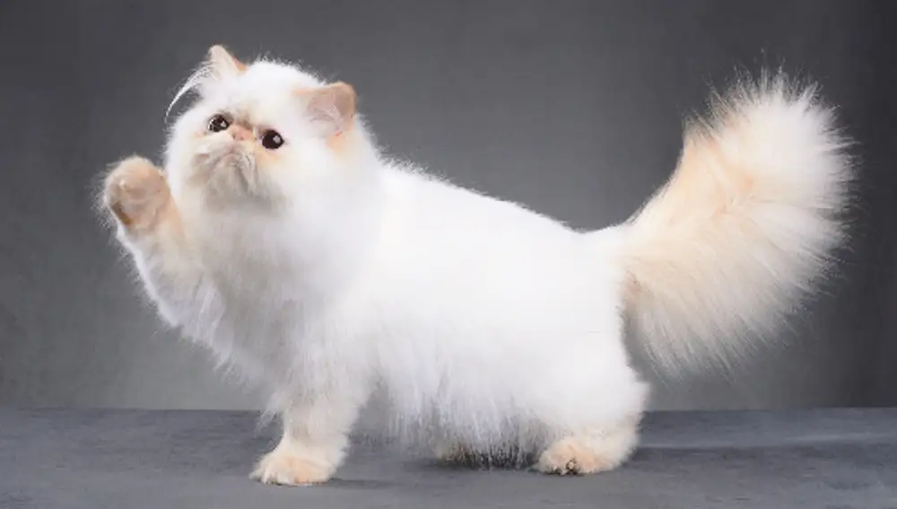 Gato Persa