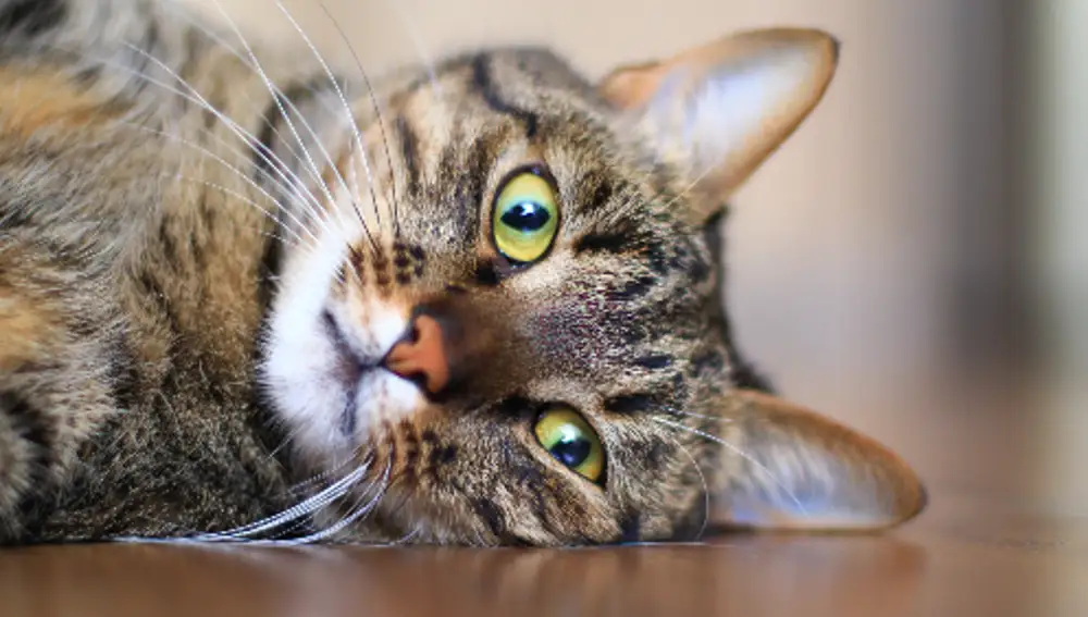 Gato Atigrado