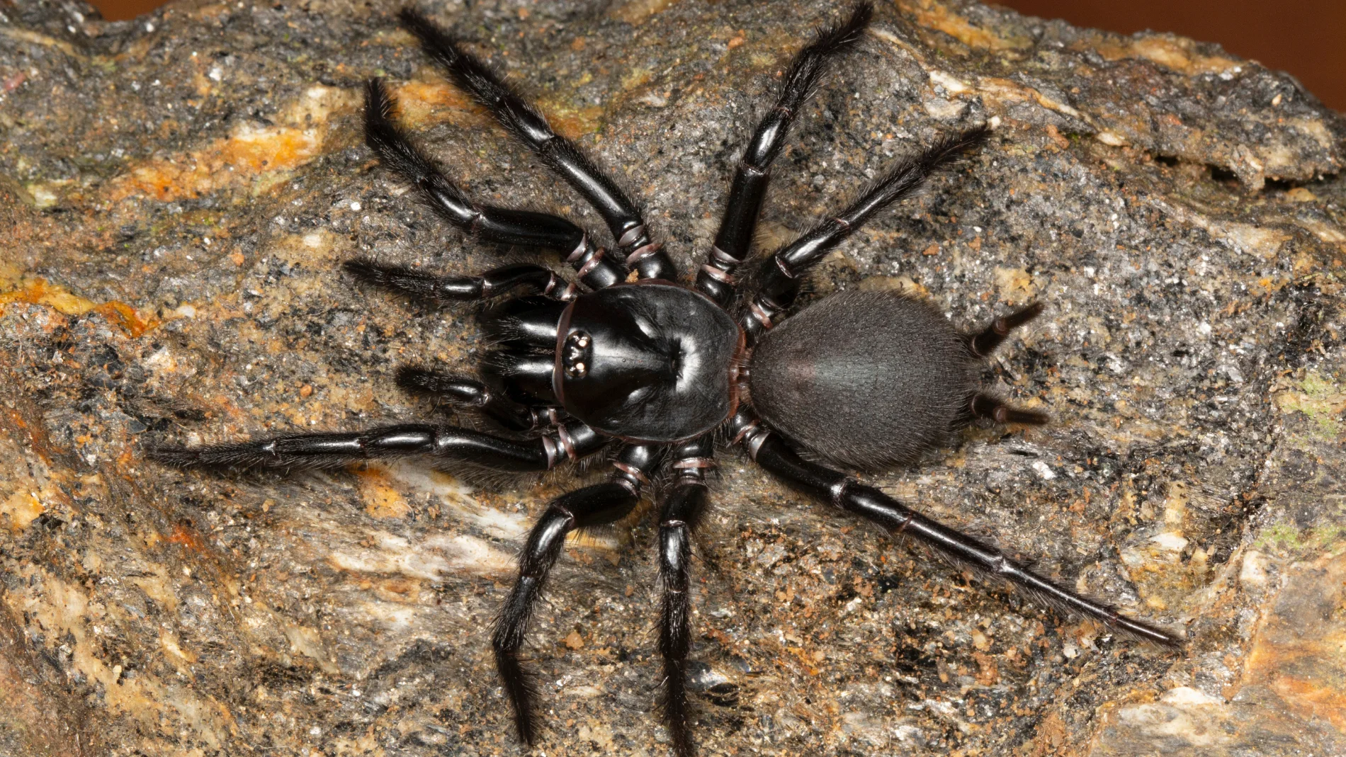 La araña más grande de Europa viaja en una caja de aceitunas desde España hasta Reino Unido