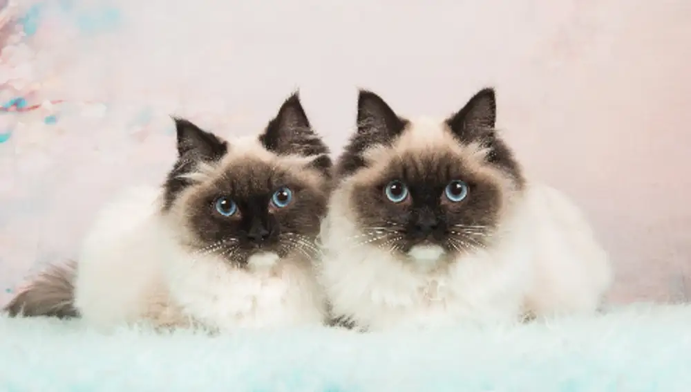 Ragdoll