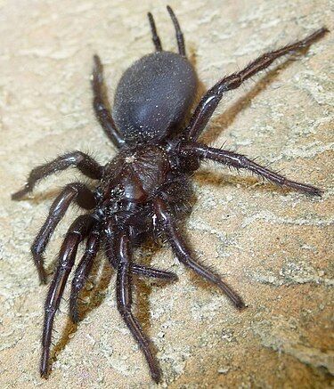 Araña toro