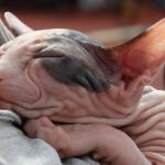 Estas son las 6 razas de gato más sociables: perfectas para hogares con niños