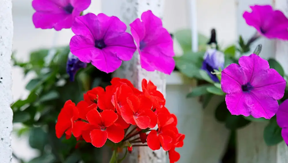 Petunias