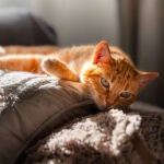 La gripe aviar se propaga a los gatos: los expertos advierten de los peligros