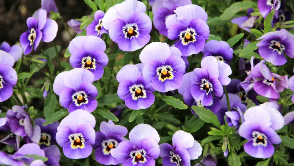 Violetas