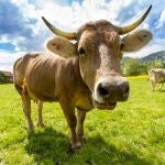 Vaca de cerca