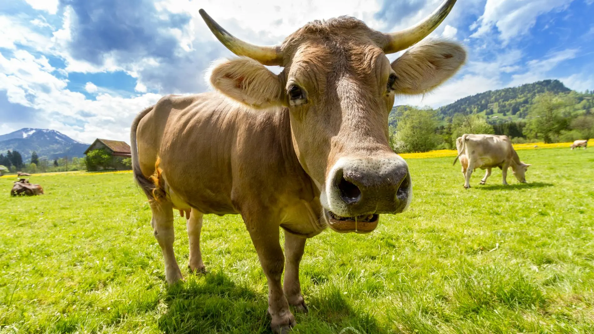 Vaca de cerca