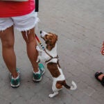 ¿Por qué los perros ponen sus patas sobre las nuestras? Este es el significado según un veterinario