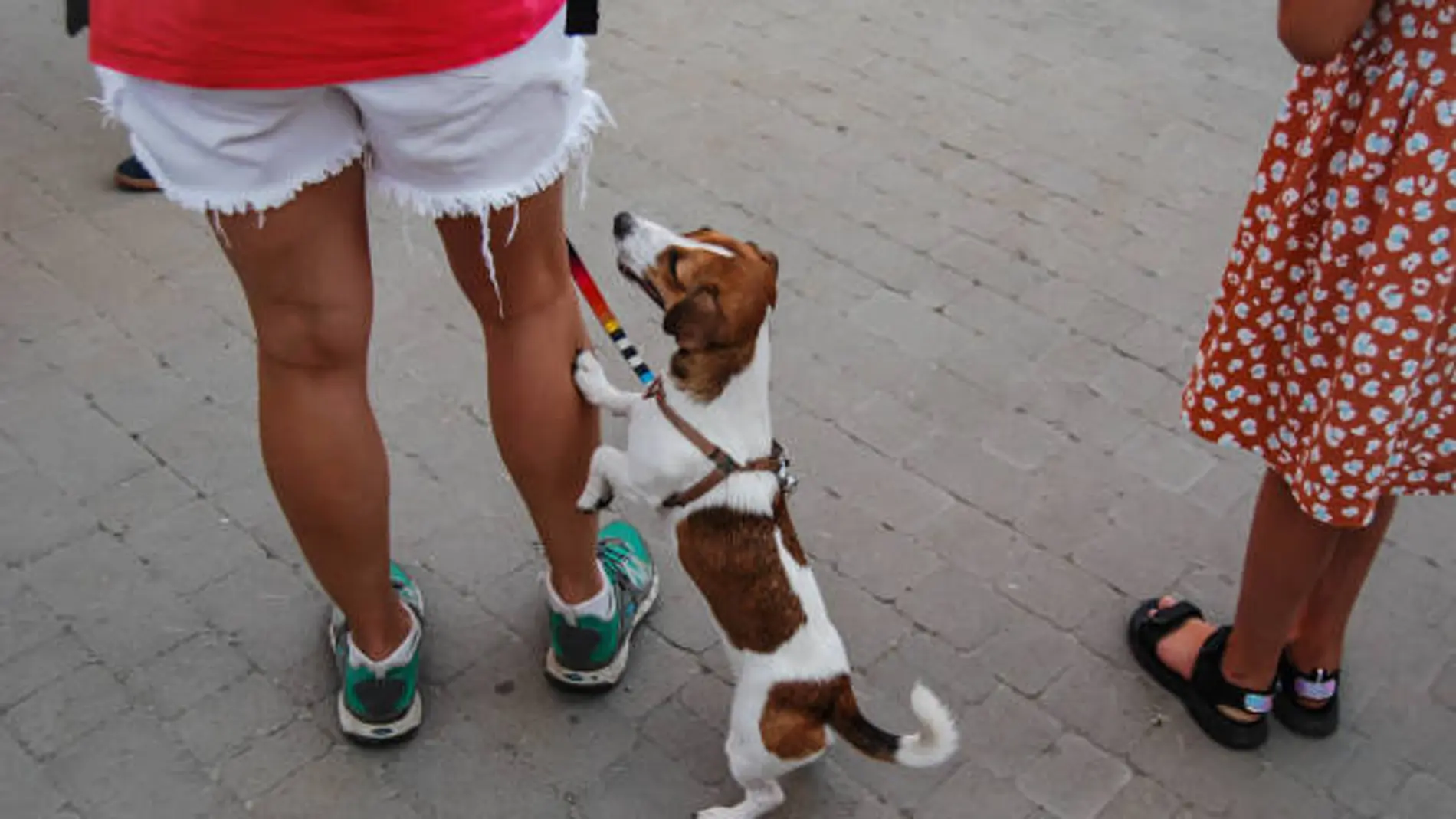 ¿Por qué los perros ponen sus patas sobre las nuestras? Este es el significado según un veterinario