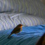 ¿Qué significa que un pájaro visite constantemente mi casa?