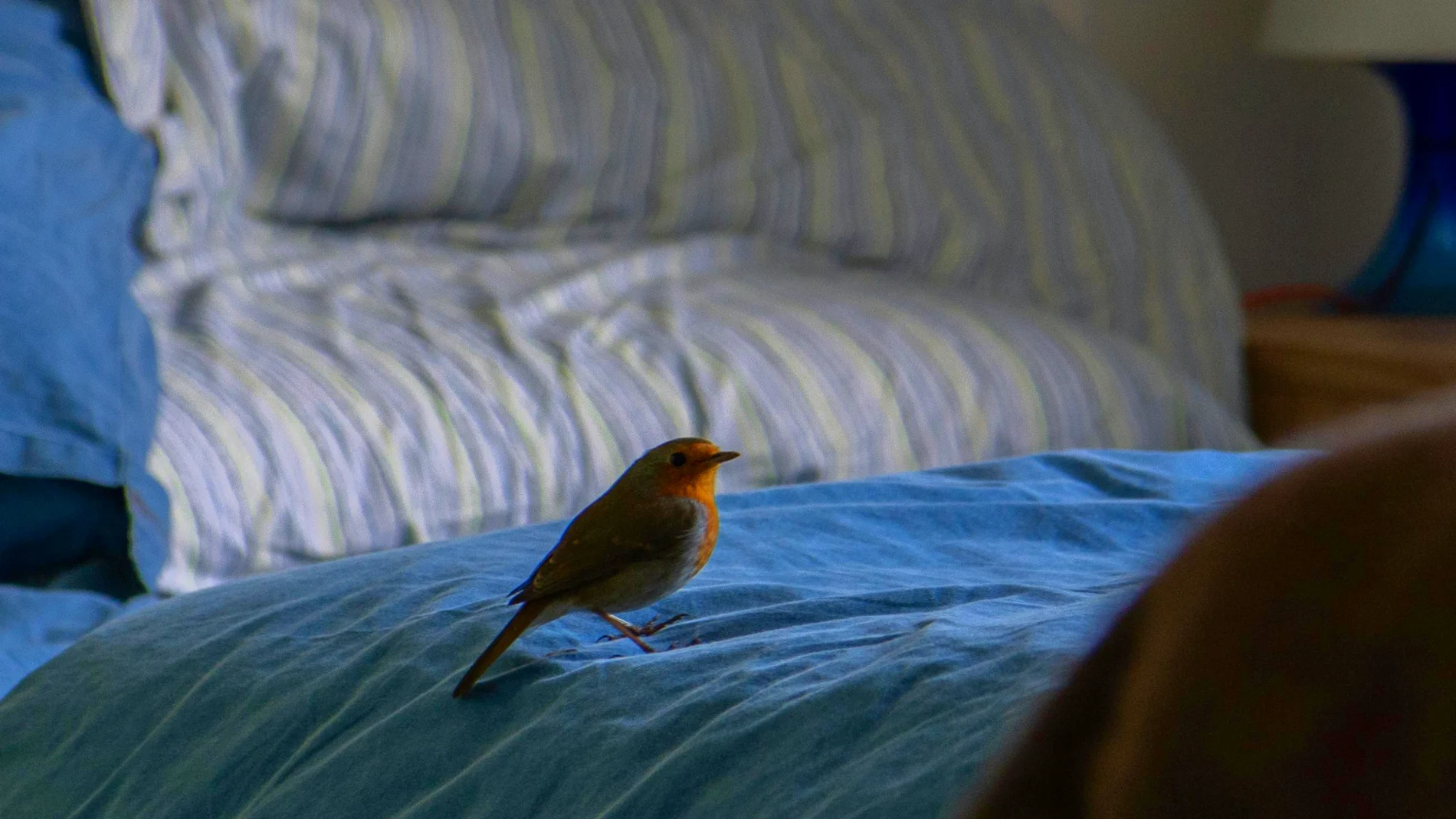 ¿Qué significa que un pájaro visite constantemente mi casa?