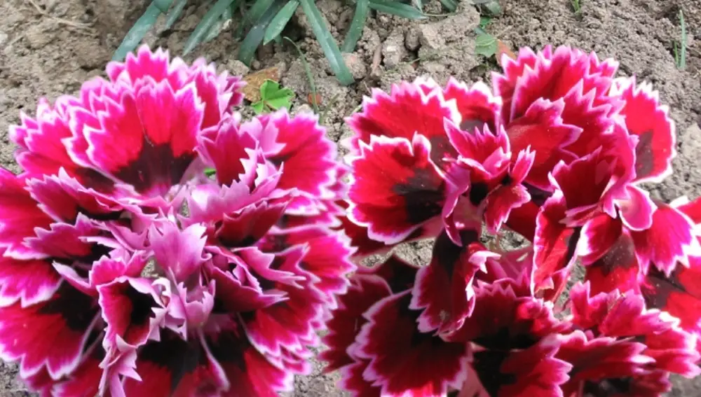 Clavel