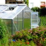 Las cinco plantas de exterior más resistentes a la lluvia y al frío