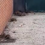 Vecinos del barrio de La Alhóndiga alertan de una "plaga" de ratas junto a un parque infantil