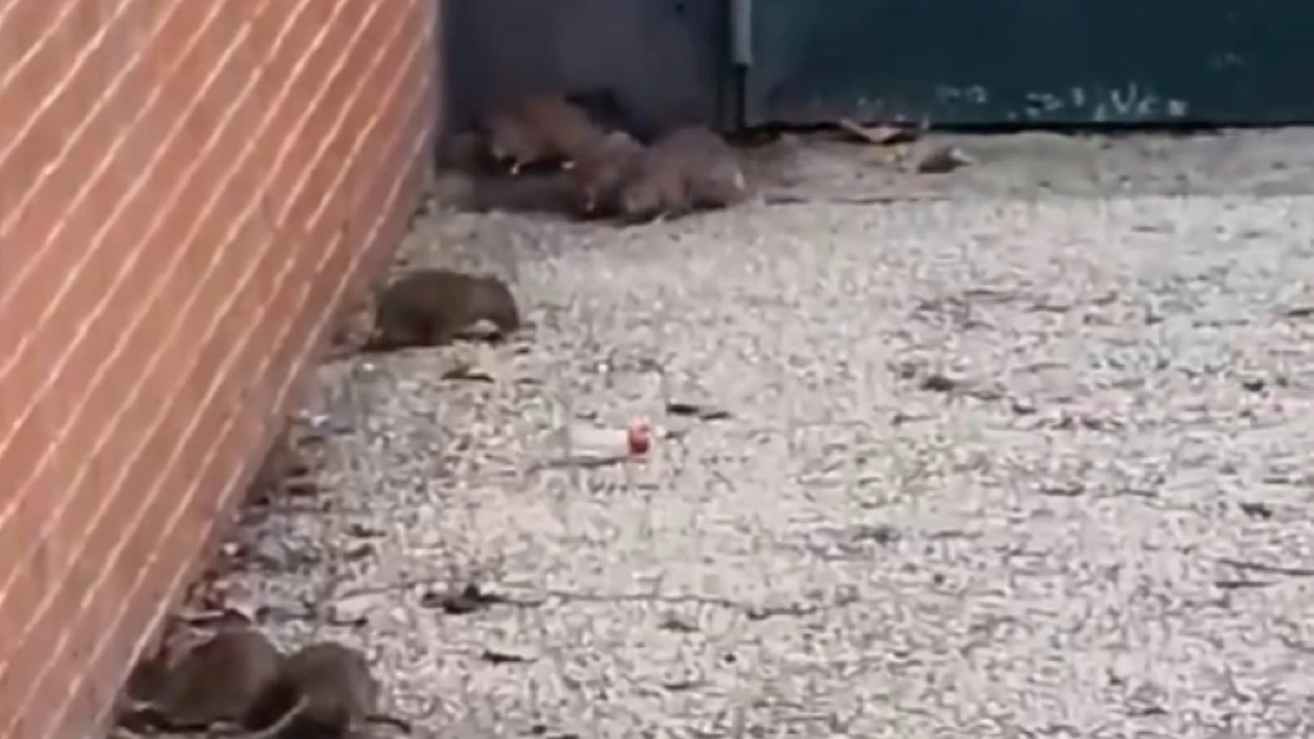 Vecinos del barrio de La Alhóndiga alertan de una "plaga" de ratas junto a un parque infantil