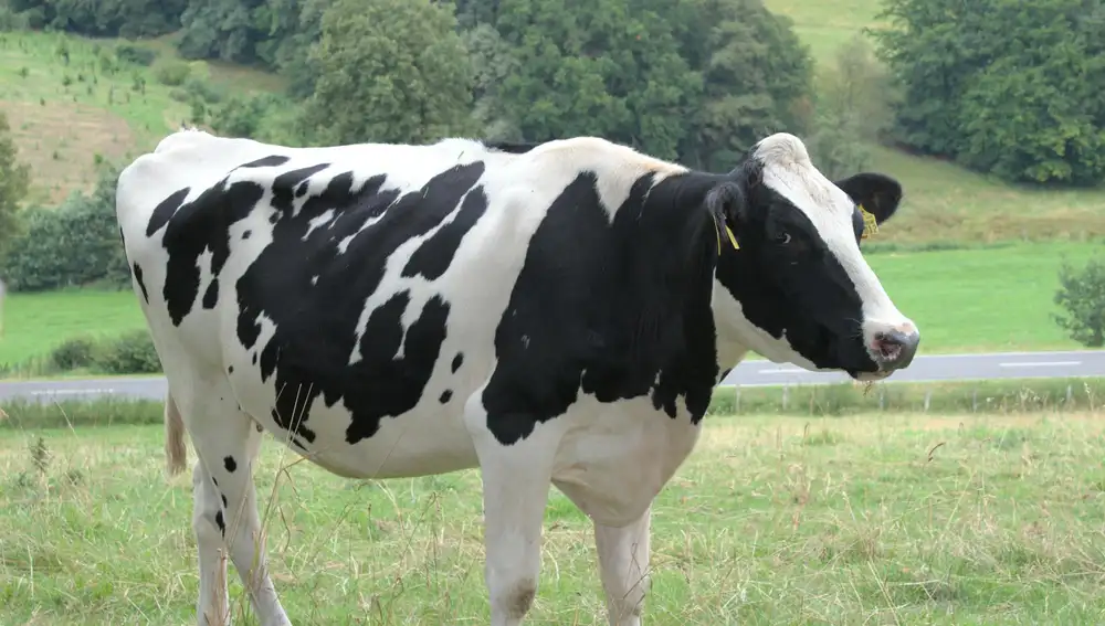 Vaca blanca con manchas negras