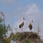 Terra Natura Murcia consolida el asentamiento de cigüeñas blancas silvestres con la nidificación de tres parejas