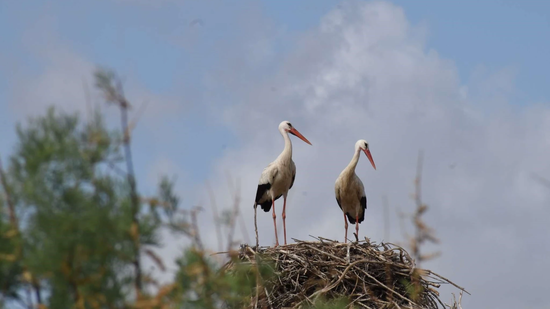 Asentamiento de cigüeñas blancas silvestres en las instalaciones de Terra Natura REMITIDA / HANDOUT por PORTAVOZ Fotografía remitida a medios de comunicación exclusivamente para ilustrar la noticia a la que hace referencia la imagen, y citando la procedencia de la imagen en la firma 20/03/2025